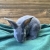 Image for RABBITS: REX / NEW ZEALAND
