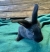 Image for RABBITS: REX / NEW ZEALAND