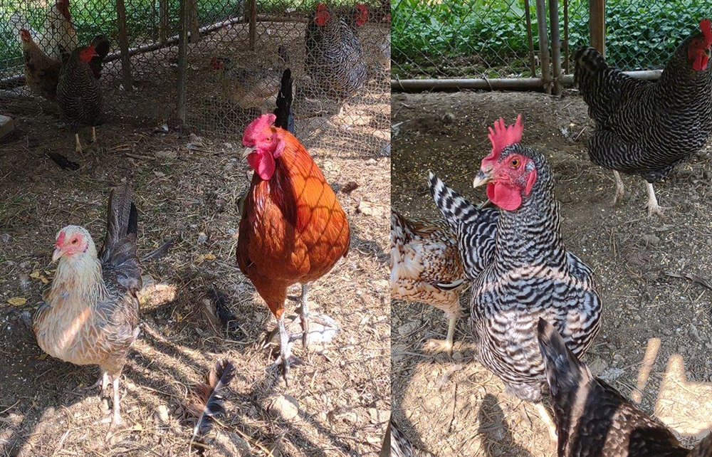 LAYING HENS AND ROOSTERS